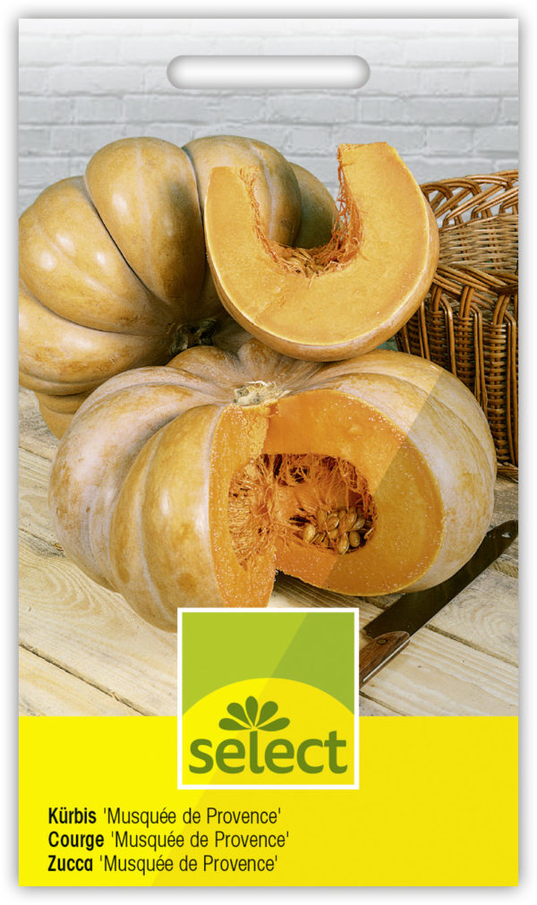 Courge Baby Bear – Image 2