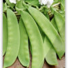 Pois mangetout 'Norli' – Image 4