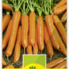 Carotte 'Nantaise (Typ Tip-Top)