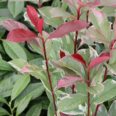 Photinia fraseri (x) Pink Marble