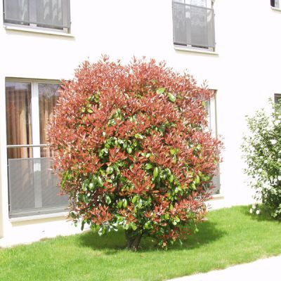 Photinia fraseri (x) 'Little Red Robin'