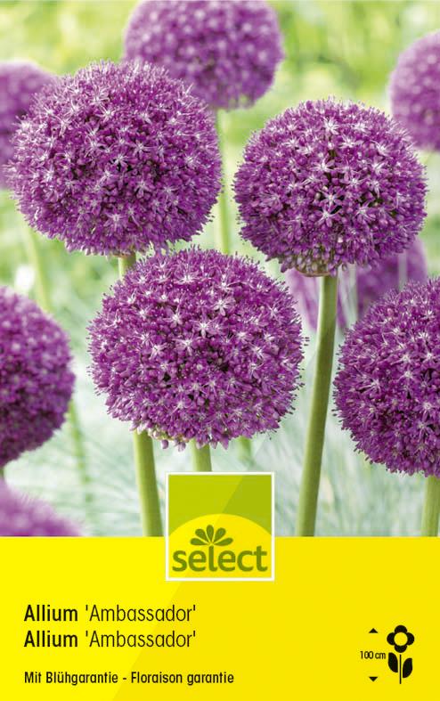 Allium Ambassador