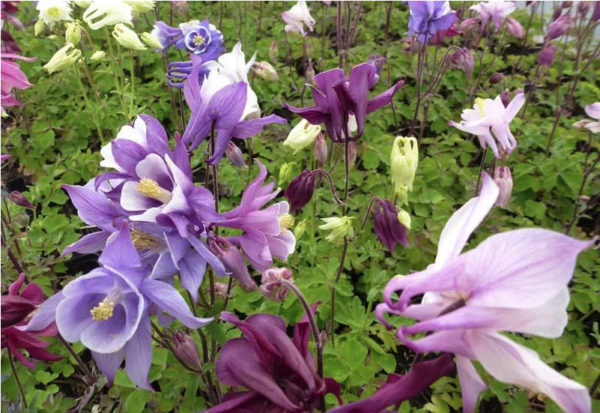 Aquilegia biedemeier