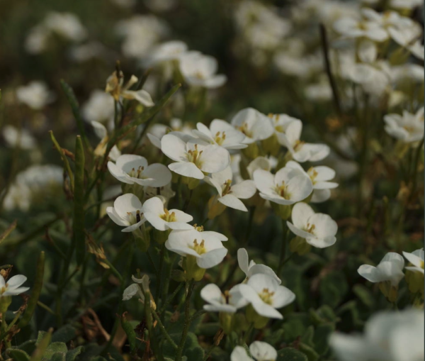 Arabis caucasica 'Schneehaube'