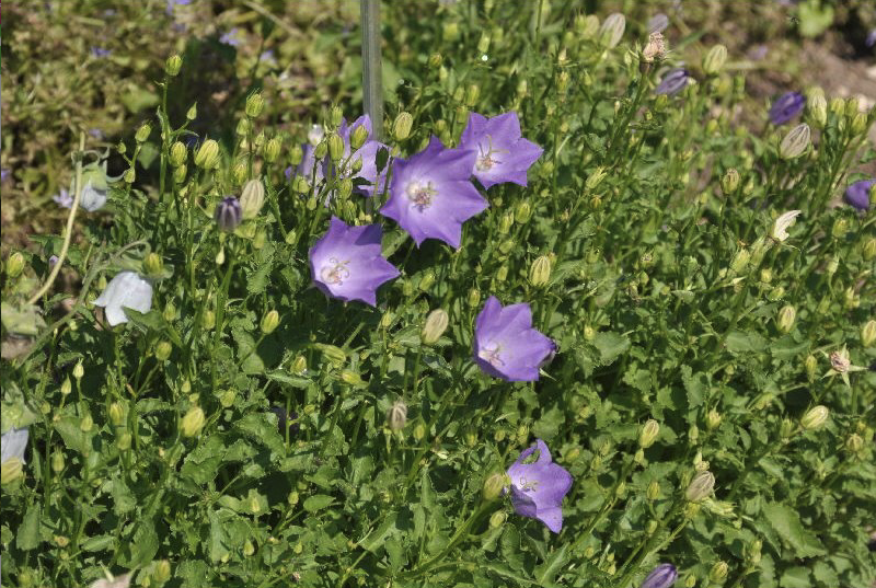 Campanula carpatica 'Blue Clips' - Mottiez Fleurs et Paysages SA