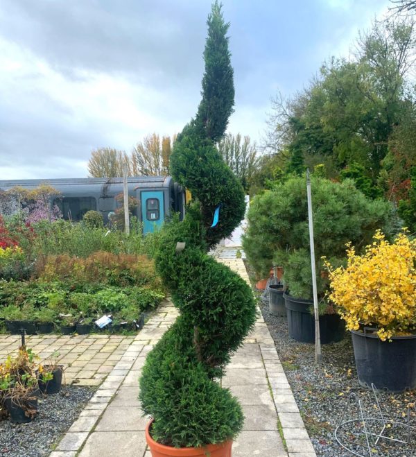 Cupressocyparis (x) leylandii, spirale