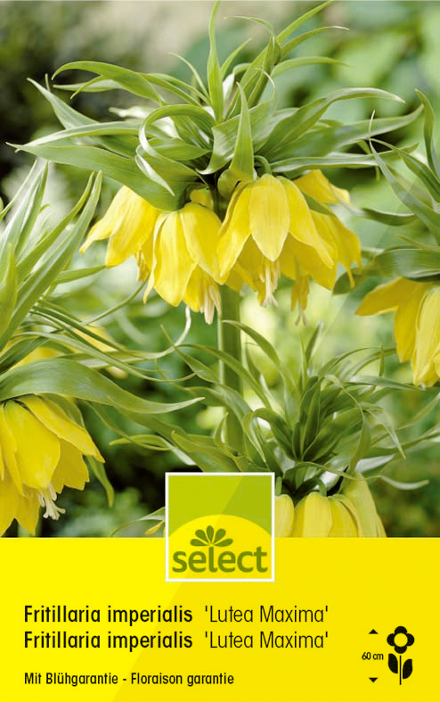 Fritillaria imperialis jaune