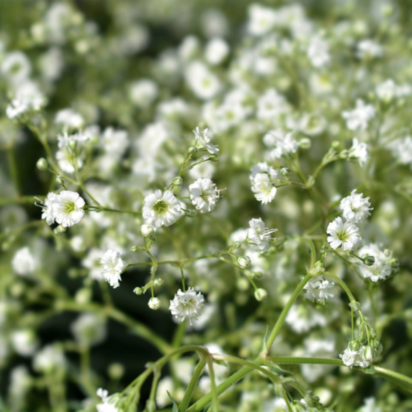 Gypsophila paniculata 'Snowflake'