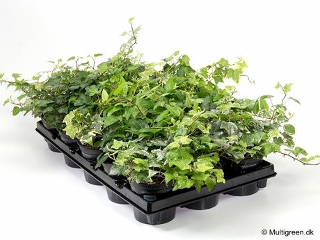 Hedera helix