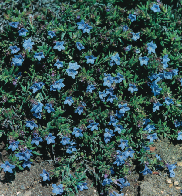 Lithodora diffusa 'Heavenly Blue'