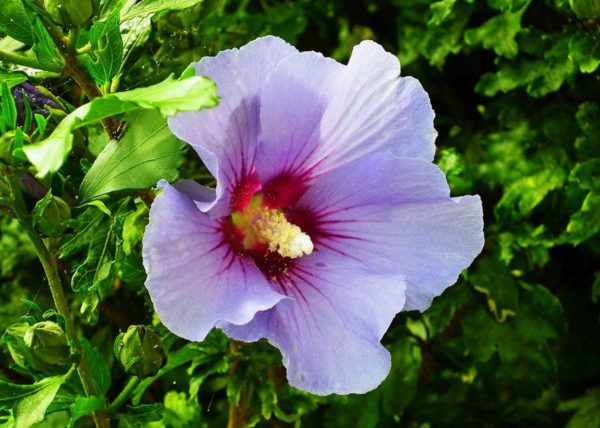 Hibiscus syriacus woodbridge tige