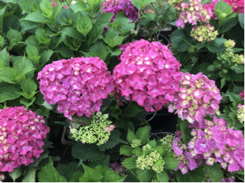 Hydrangea macrophylla Pinky star