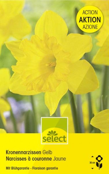 Narcisses jaune GP