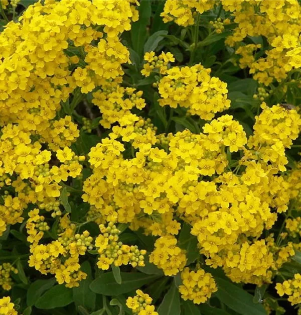 Aurinia saxatillis 'Goldkugel'