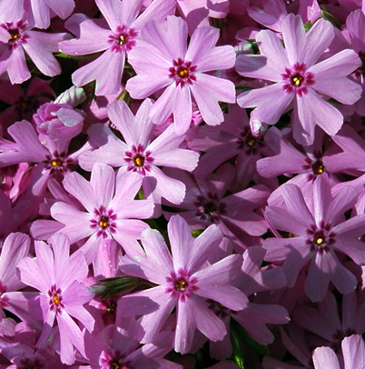 Phlox subulata 'Fort Hill'