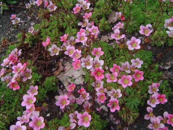 Saxifraga x arendsii 'Highlander Pink'