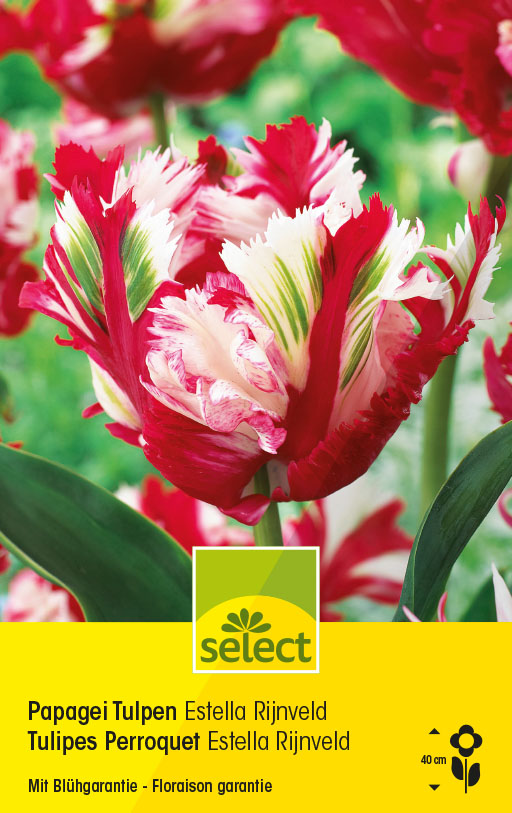 Bulbes Tulipes perroquet 'Estella Rijnveld'