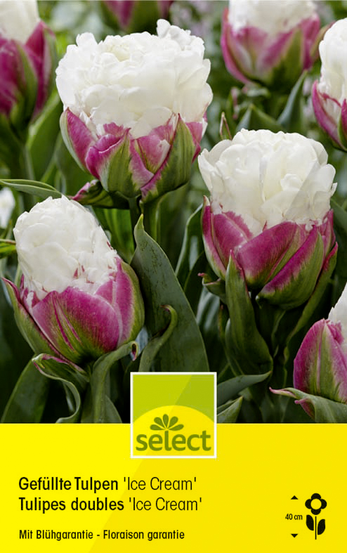 Bulbes Tulipes doubles 'Ice Cream'