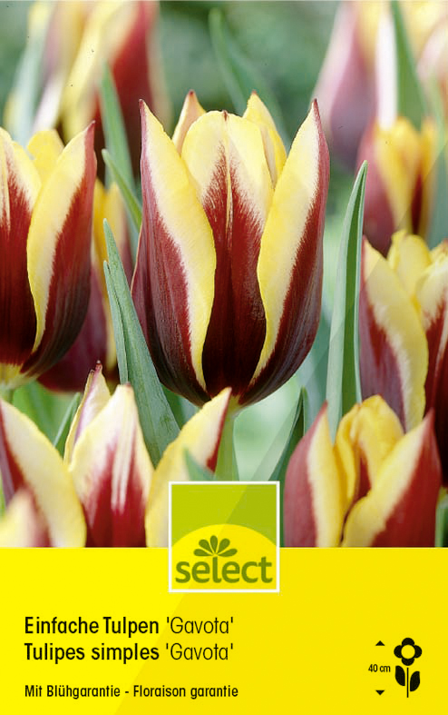 Bulbes Tulipes simples 'Gavota'