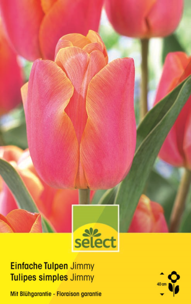 Bulbes Tulipes simples 'Jimmy'