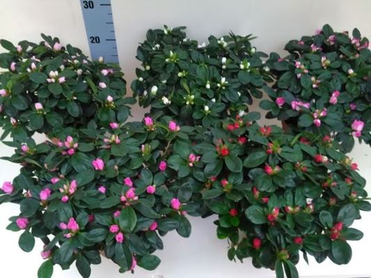 Azalea
