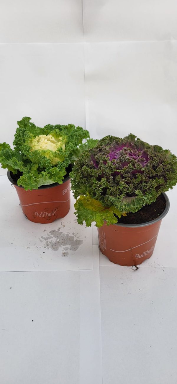 Brassica frisé