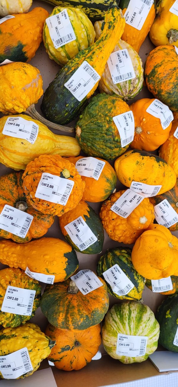 courge déco