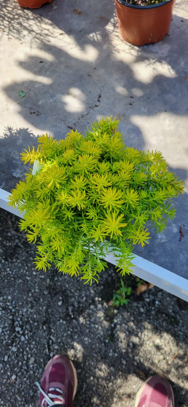 Sedum x hybridum