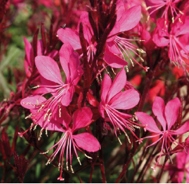 Gaura lindheimeri Gambit Rose - Plume indienne