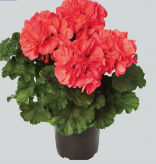 Pelargonium interspecific Mojo Salmon - Géranium - Calliope