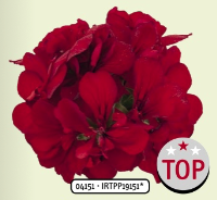 2026 Pelargonium peltatum (Mi-Lierre) Royal Red - Géranium demi-lierre