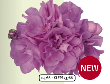 Pelargonium peltatum (Mi-Lierre) Royal Amethyst - Géranium demi-lierre