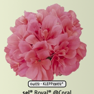 Pelargonium peltatum (Mi-Lierre) Royal Coral - Géranium demi-lierre