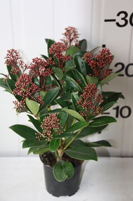 Skimmia Jap. Rubella 09