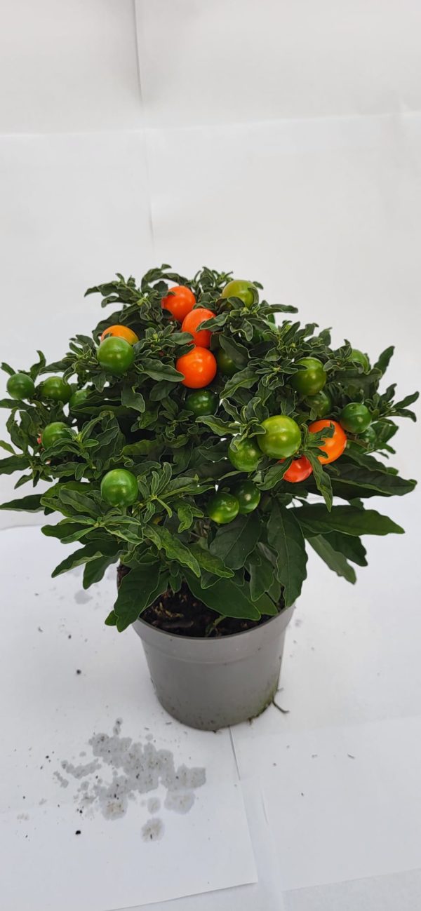 Solanum torino