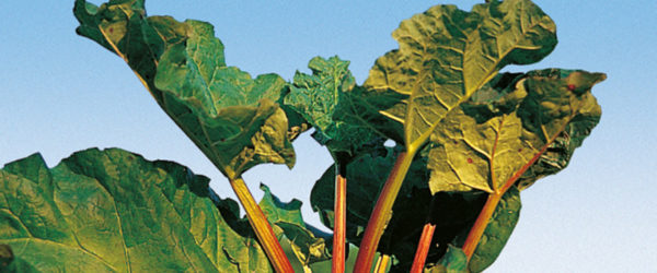 Rhubarbe Holstein blut SGA