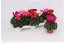 Cyclamen