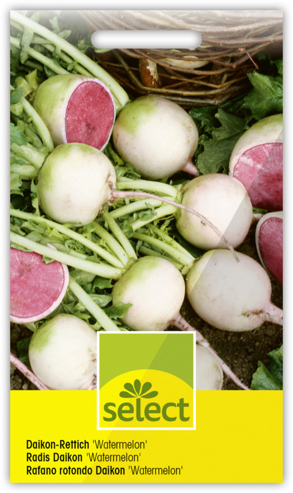 Radis Daikon 'Watermelon'