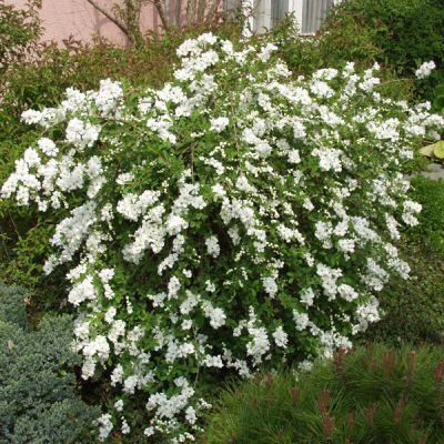 Exochorda 'The Bride'