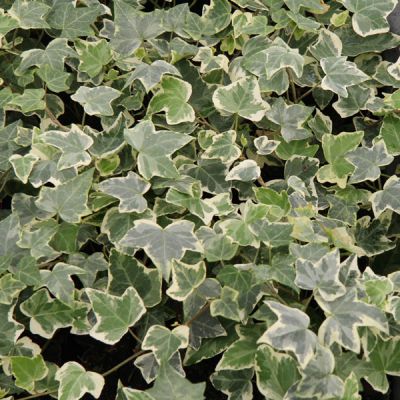 Hedera helix 'Variegata'