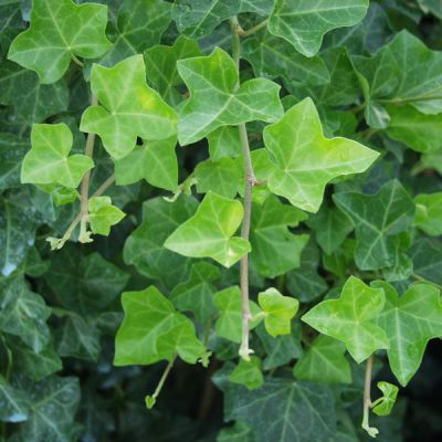 Hedera hibernica