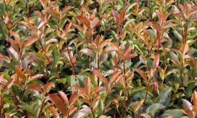 Photinia fraseri (x) 'Robust Compact'