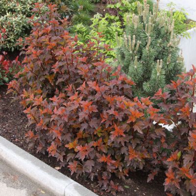 Physocarpus opulifolius 'Diable d'Or'