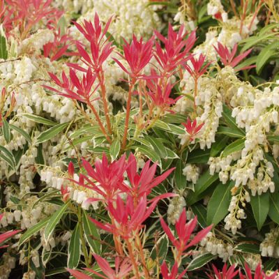 Pieris 'Flaming Silver'