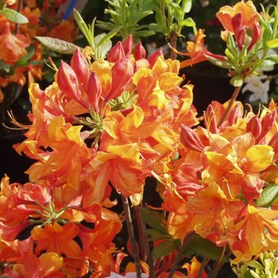 Rhododendron (Mollis Azalee) orange
