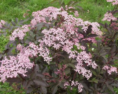 Sambucus nigra 'Black Beauty'