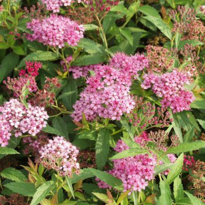Spiraea japonica 'Anthony Waterer'