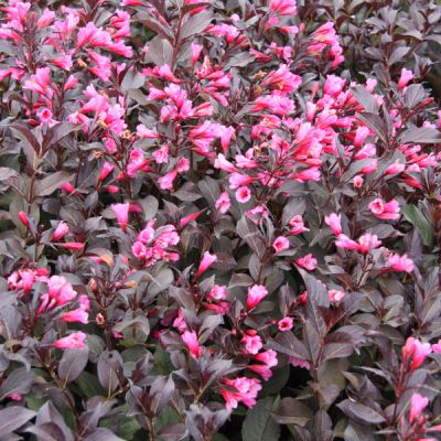 Weigela florida 'Wine and Roses'(Alexandra)