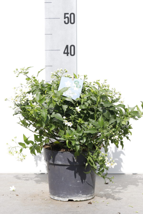 Solanum jasminoides buisson