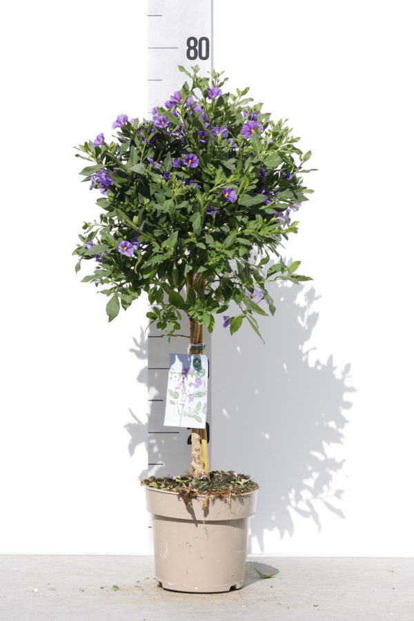 Solanum rantonnetii tige